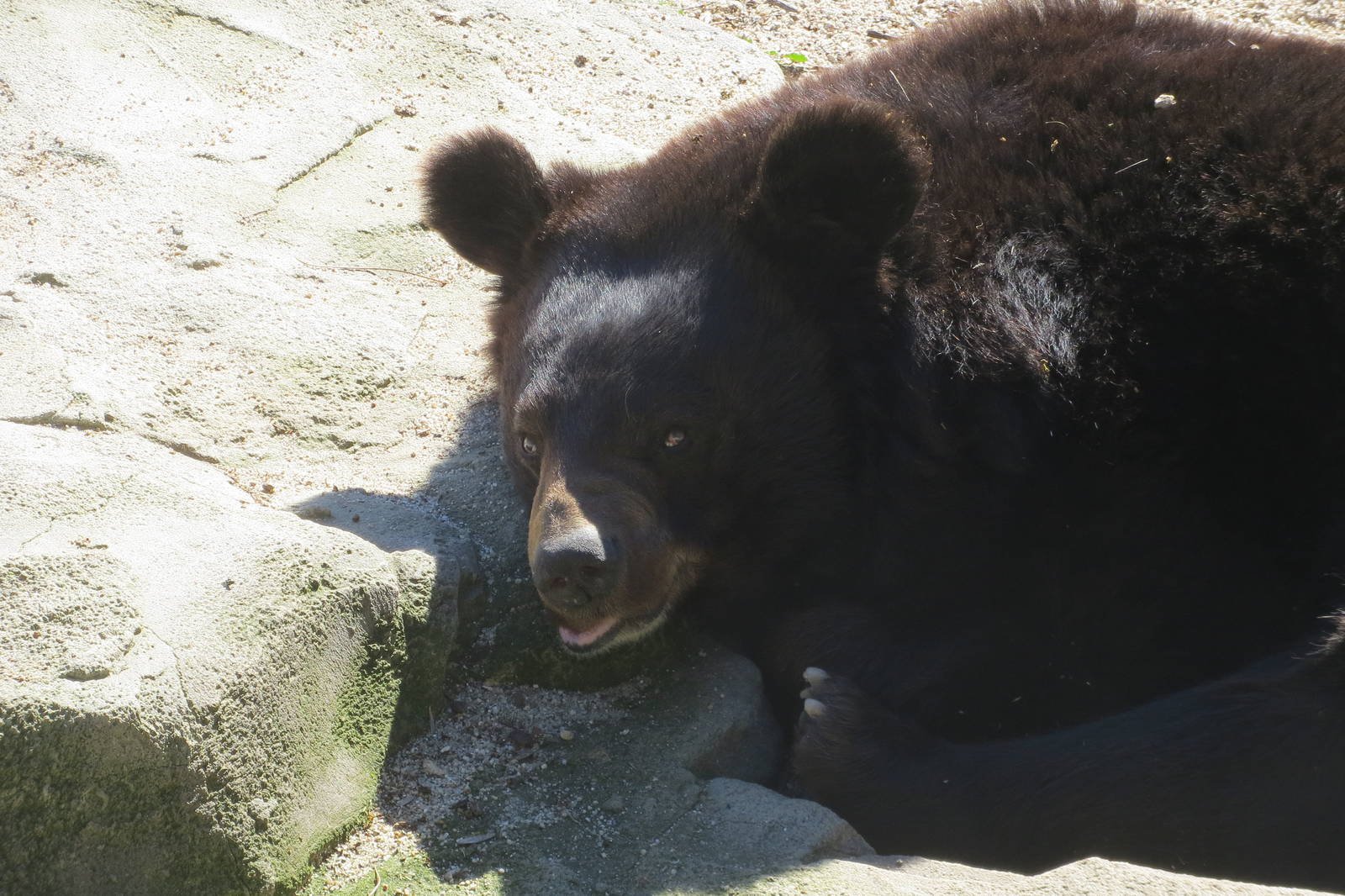 Asiatic Black Bear 150216