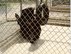 Asiatic black bear 1980