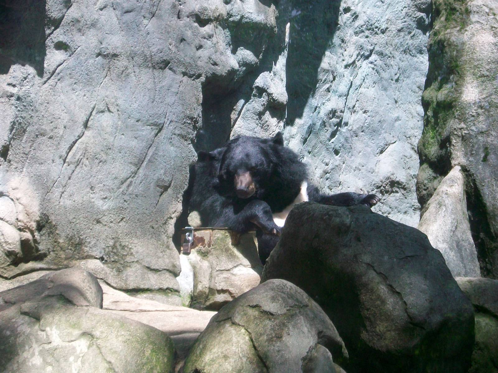 Asiatic Black Bear - 2009