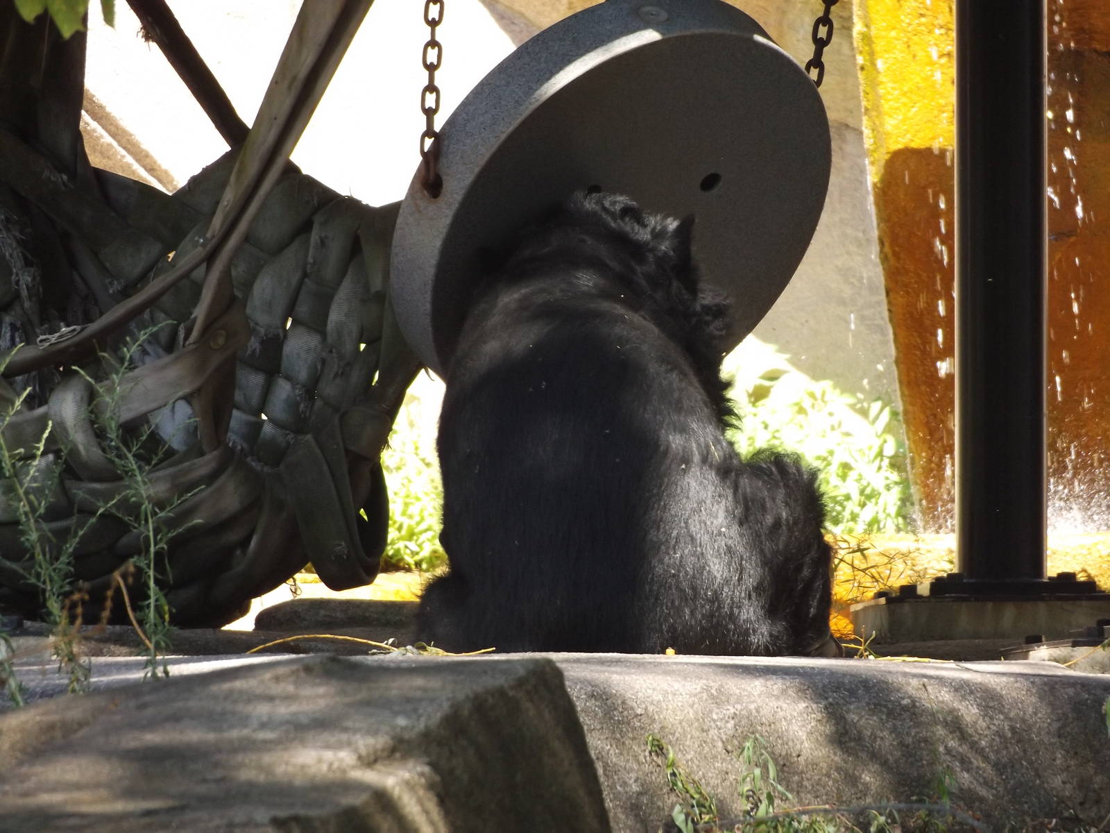 Asiatic Black Bear (Actually Outside!)