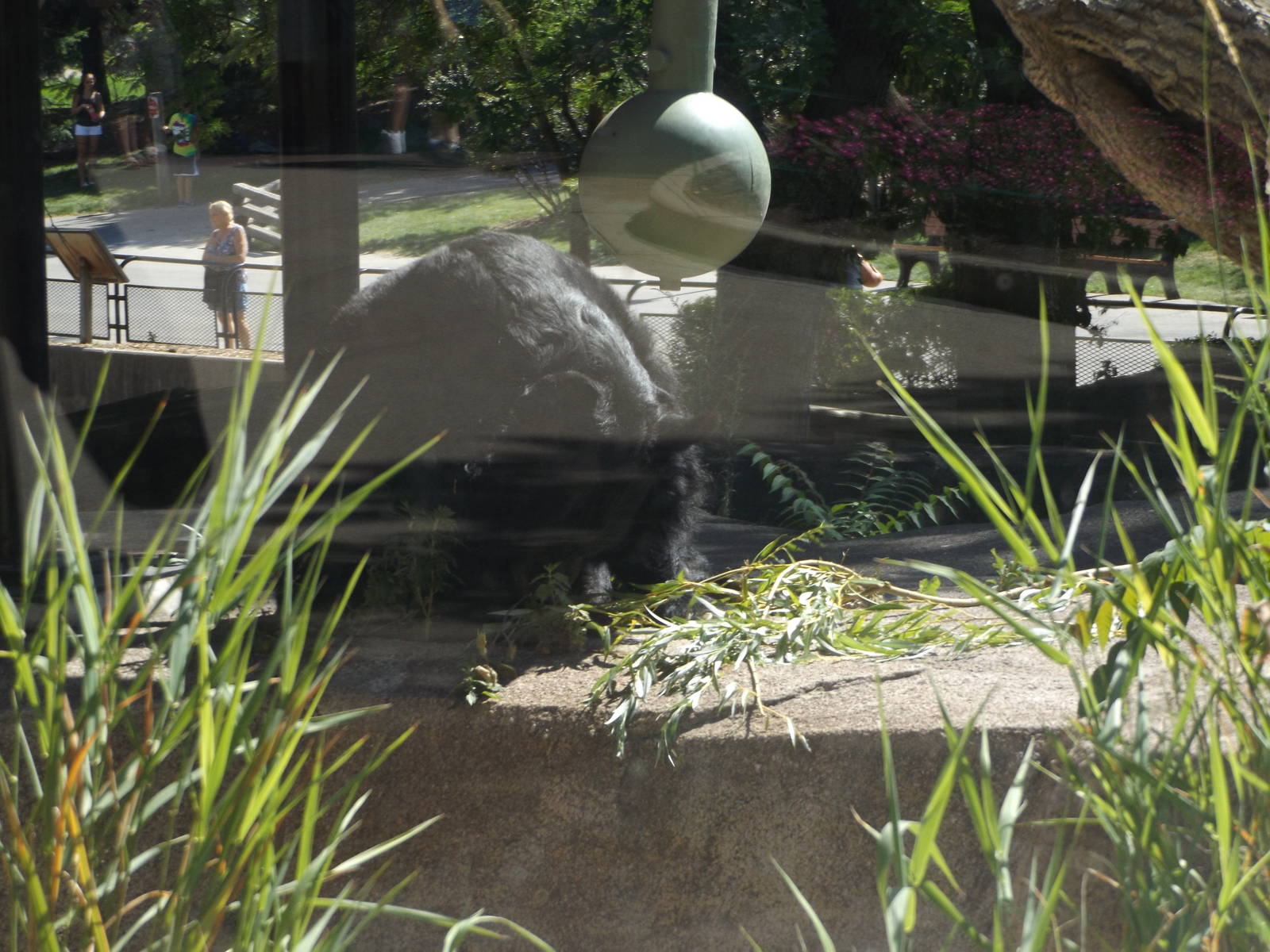 Asiatic Black Bear (Actually Outside!)