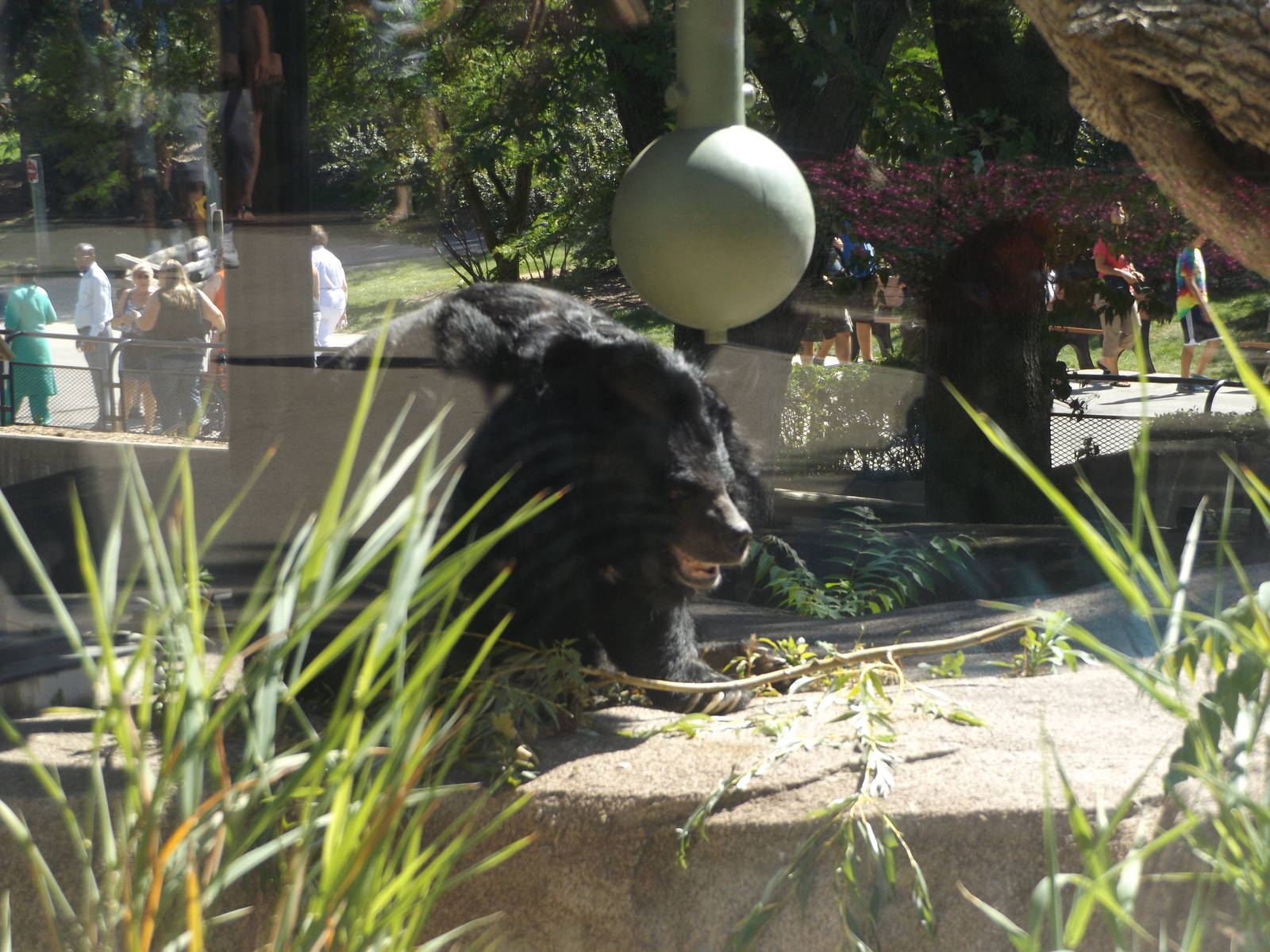 Asiatic Black Bear (Actually Outside!)