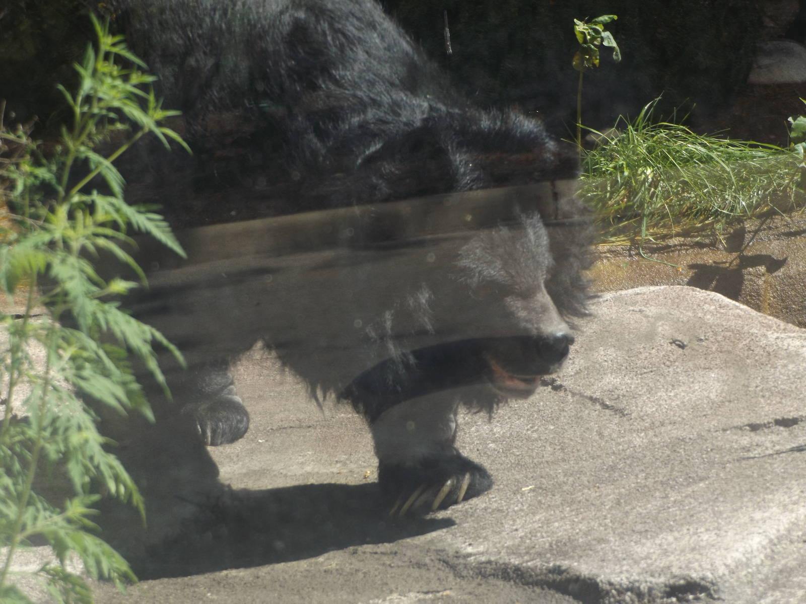 Asiatic Black Bear (Actually Outside!)