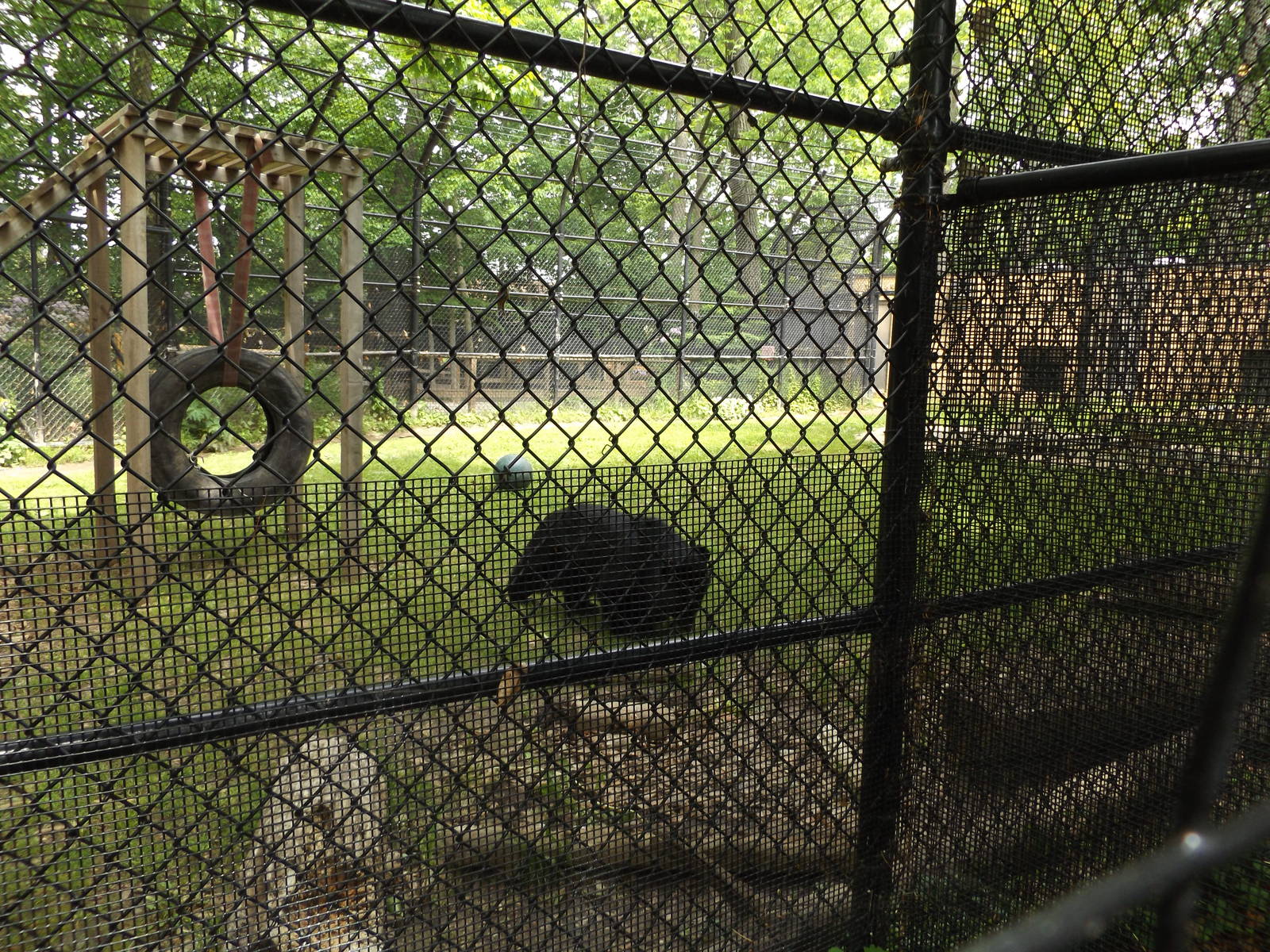 Asiatic Black Bear and Exhibit