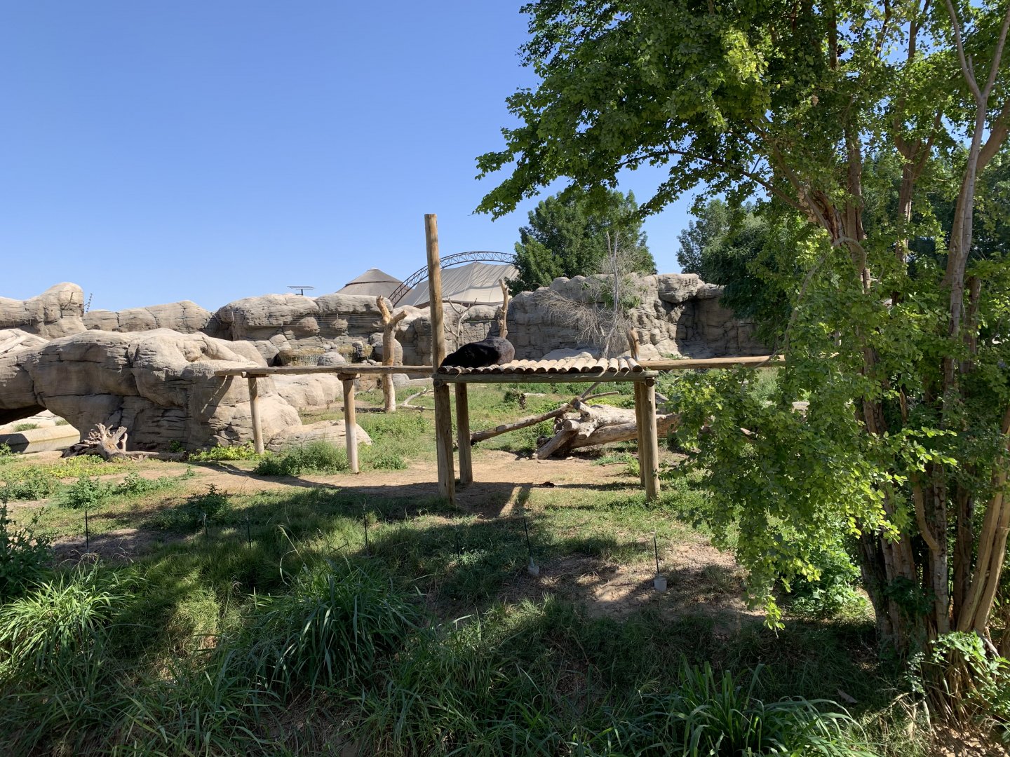 Asiatic black bear and exhibit