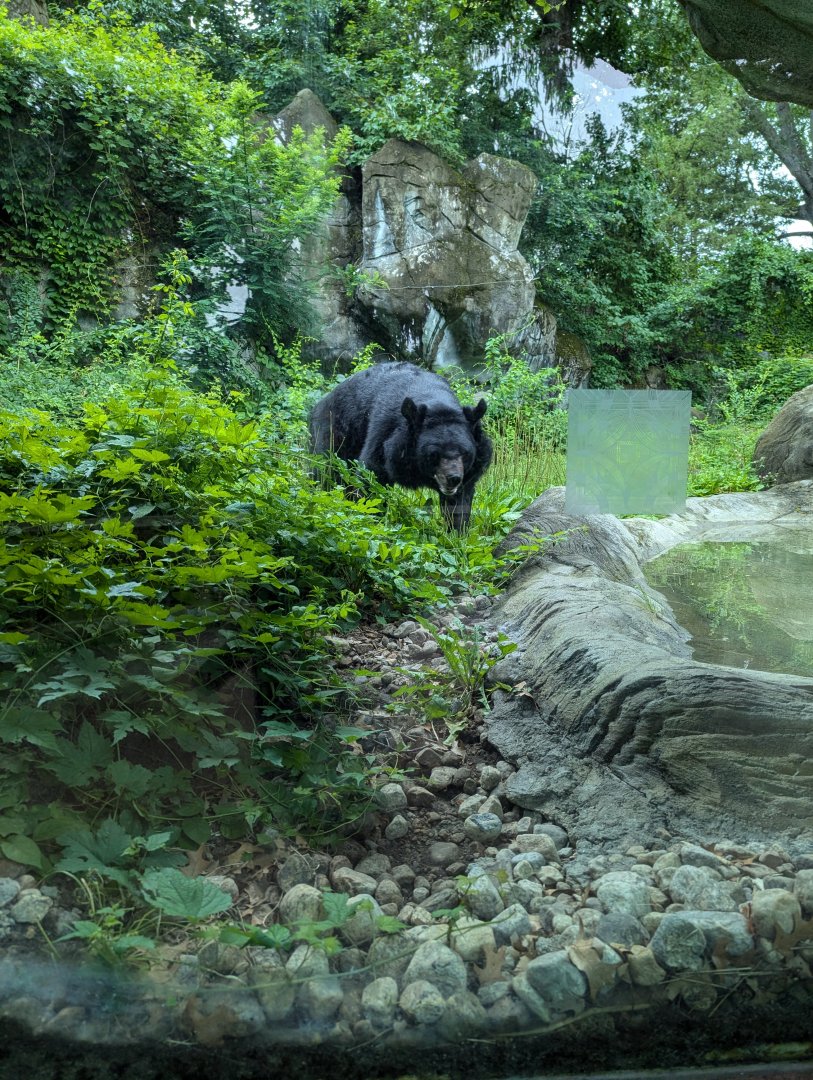 Asiatic Black Bear and Exhibit