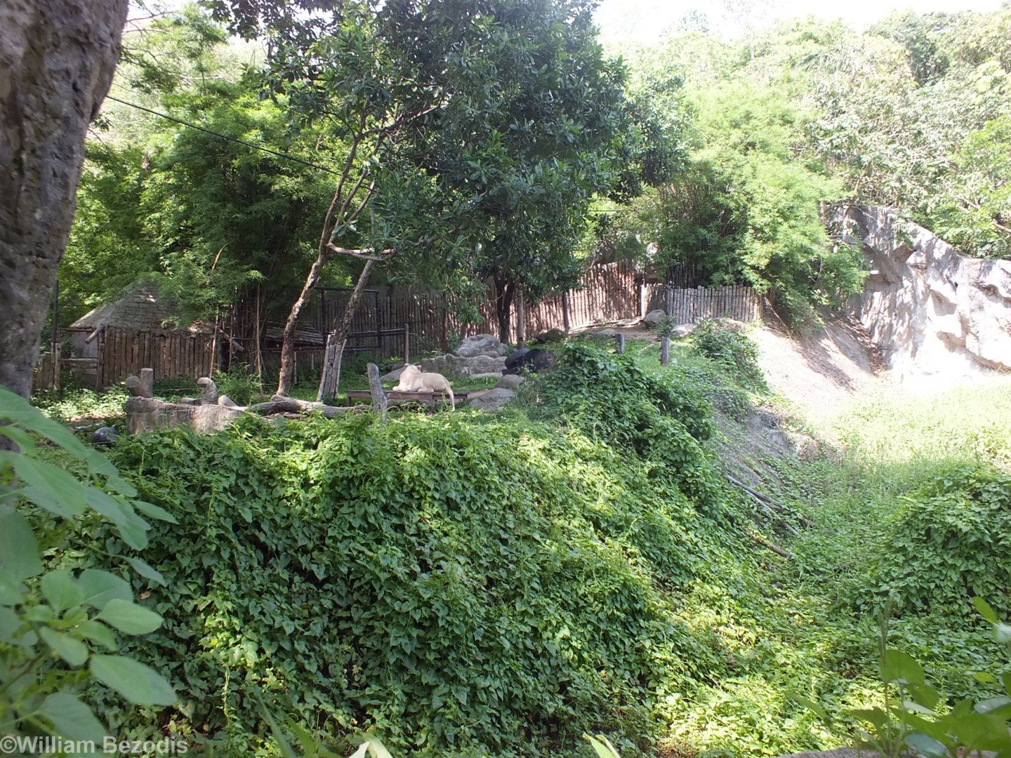 Asiatic Black Bear and Lion Mixed Enclosure