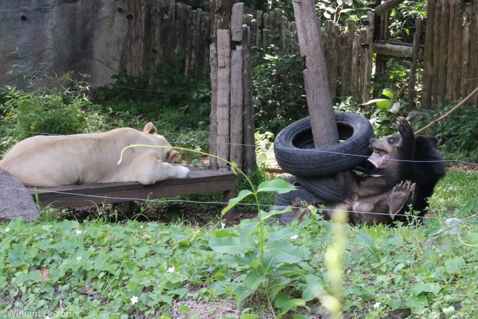 Asiatic Black Bear and Lion