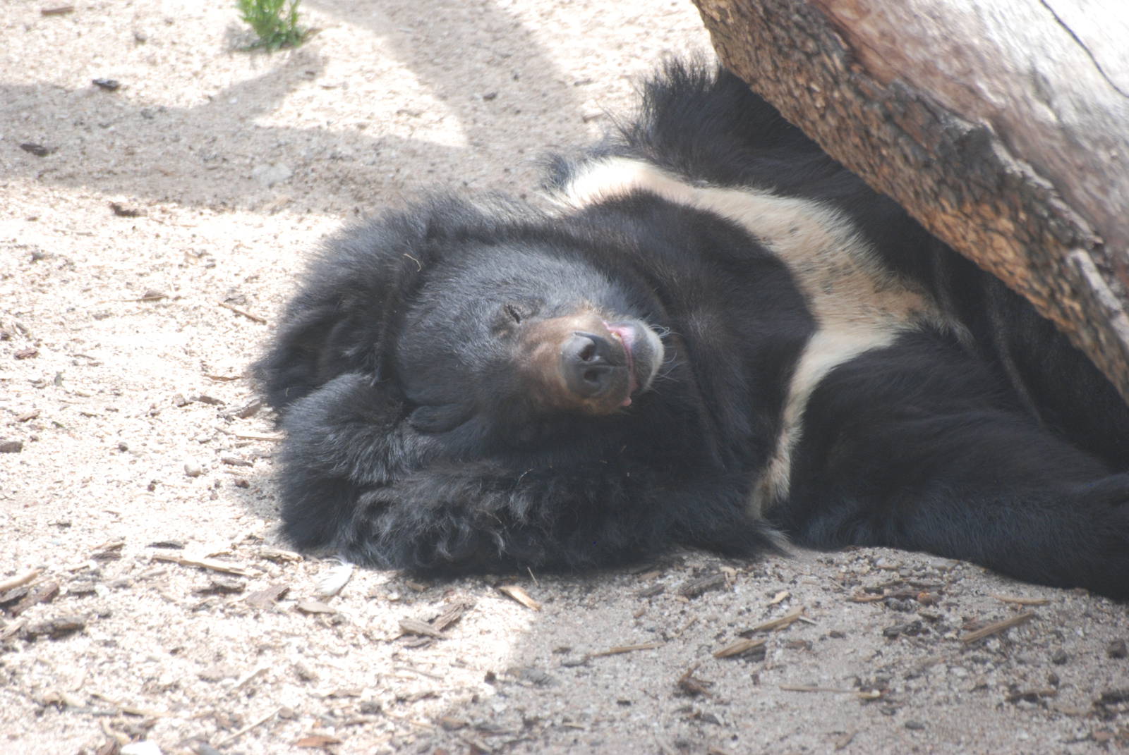 Asiatic Black Bear at Madrid Zoo Aquarium, 26/05/11