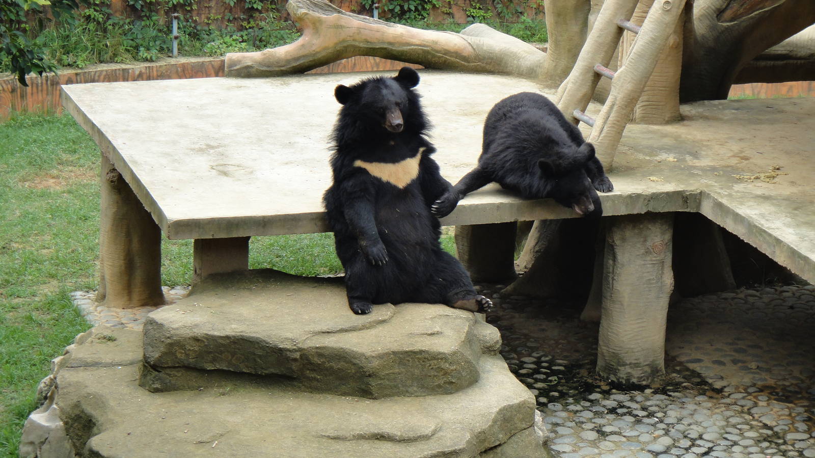 Asiatic black bear at Nanning zoo 2013-4-27