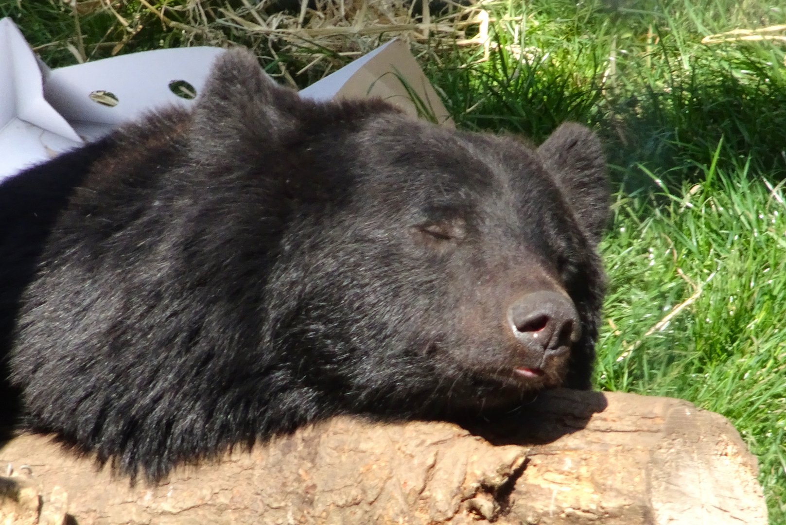 Asiatic Black Bear Baloo        22 May 2025
