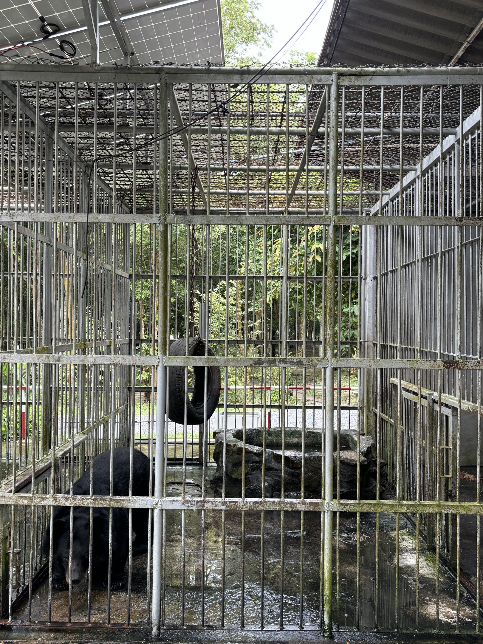 Asiatic Black Bear Cage