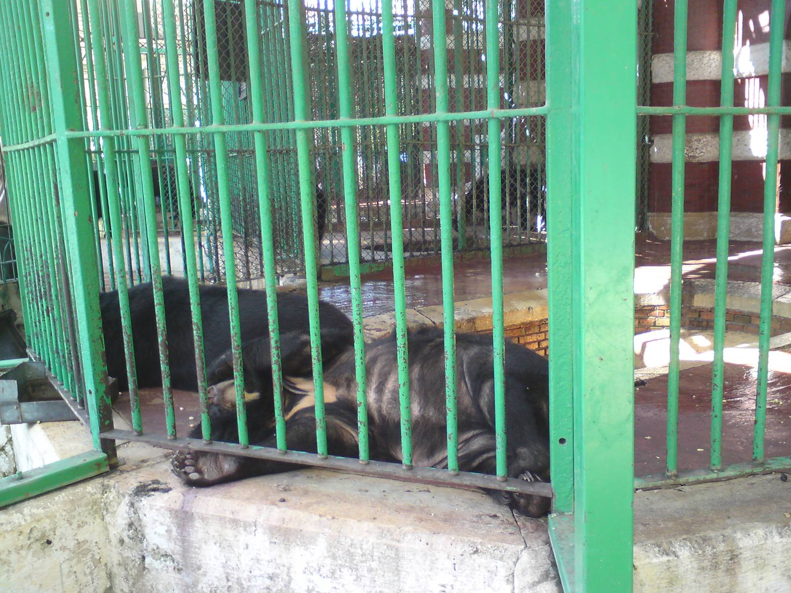 Asiatic black bear cage