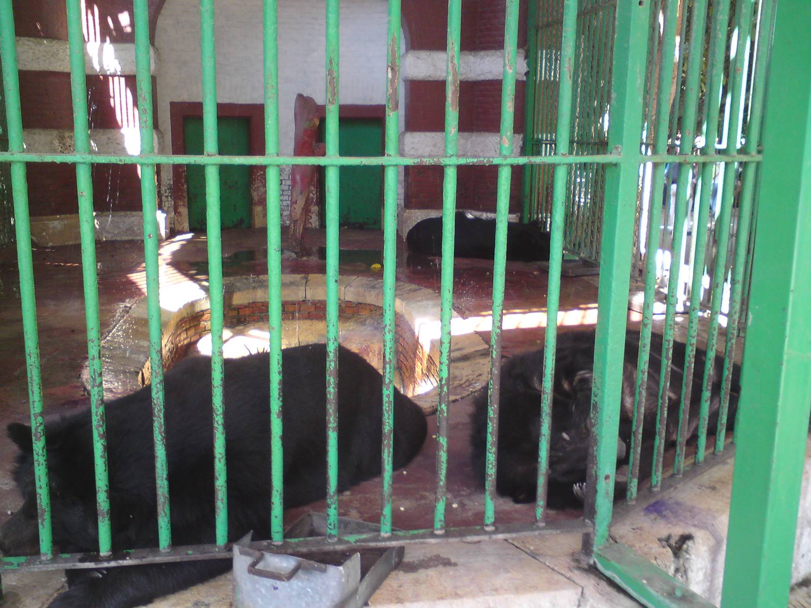 Asiatic black bear cage