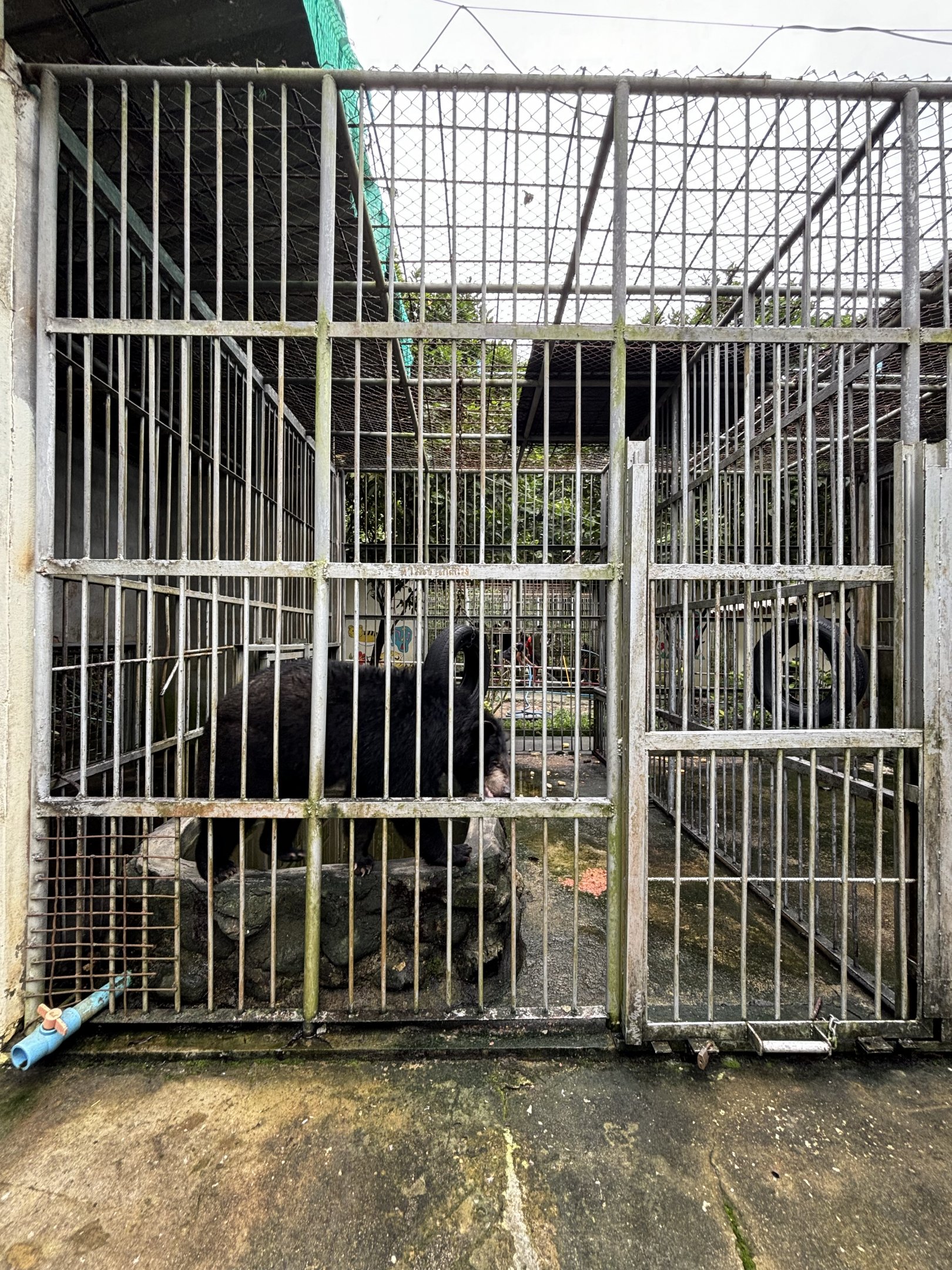 Asiatic Black Bear Cages