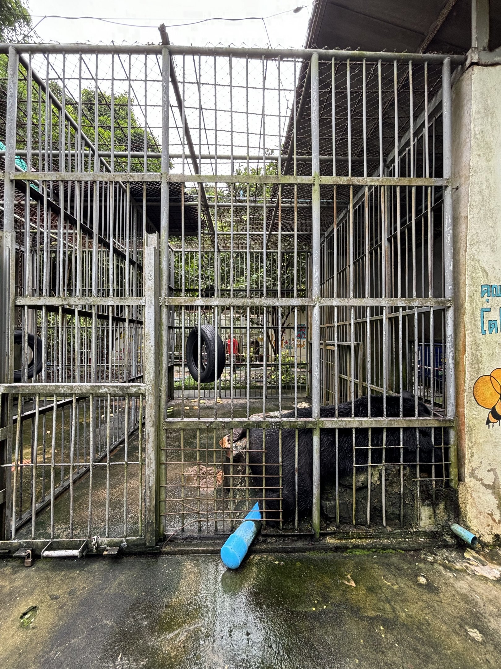 Asiatic Black Bear Cages