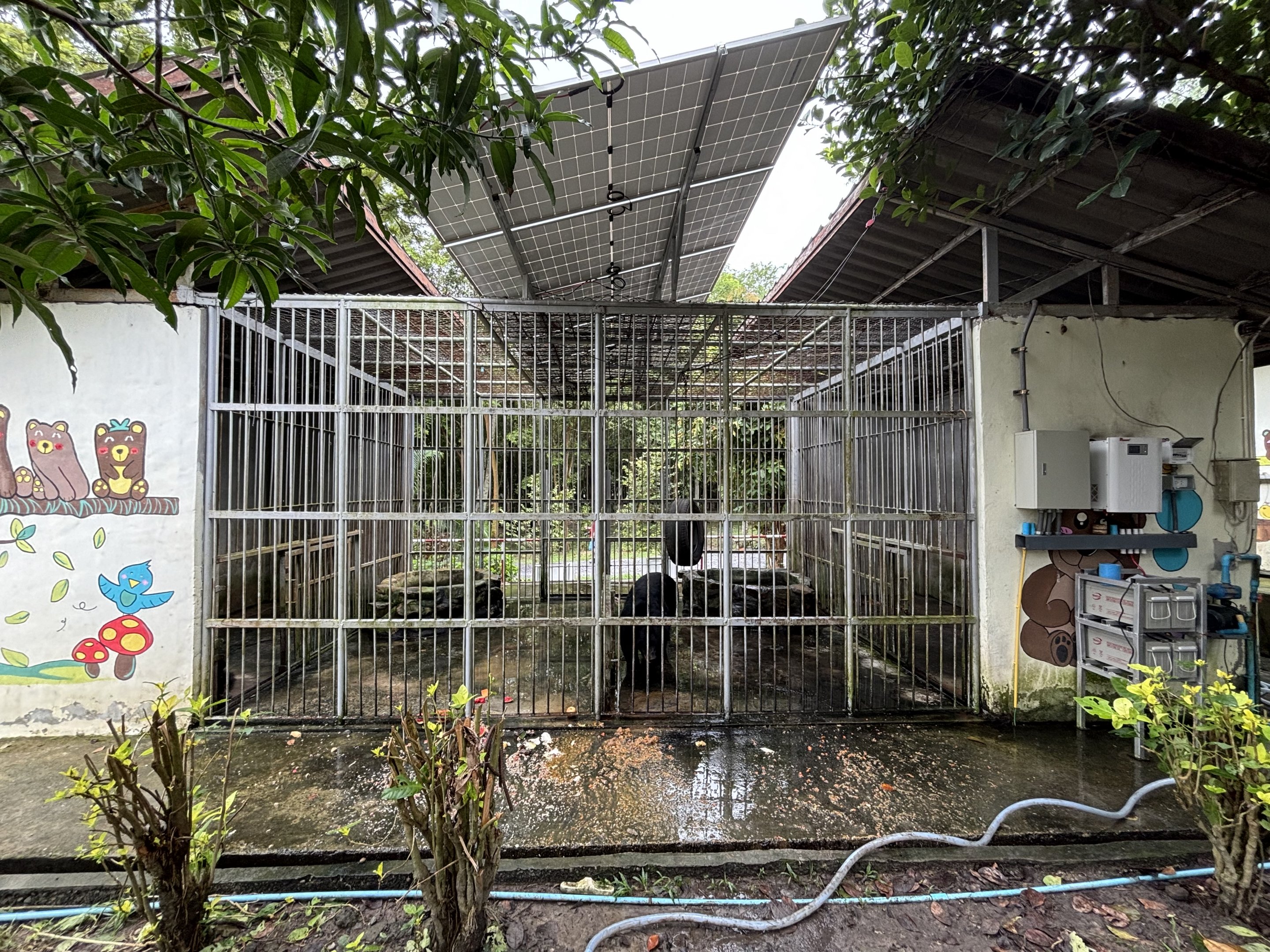 Asiatic Black Bear Cages