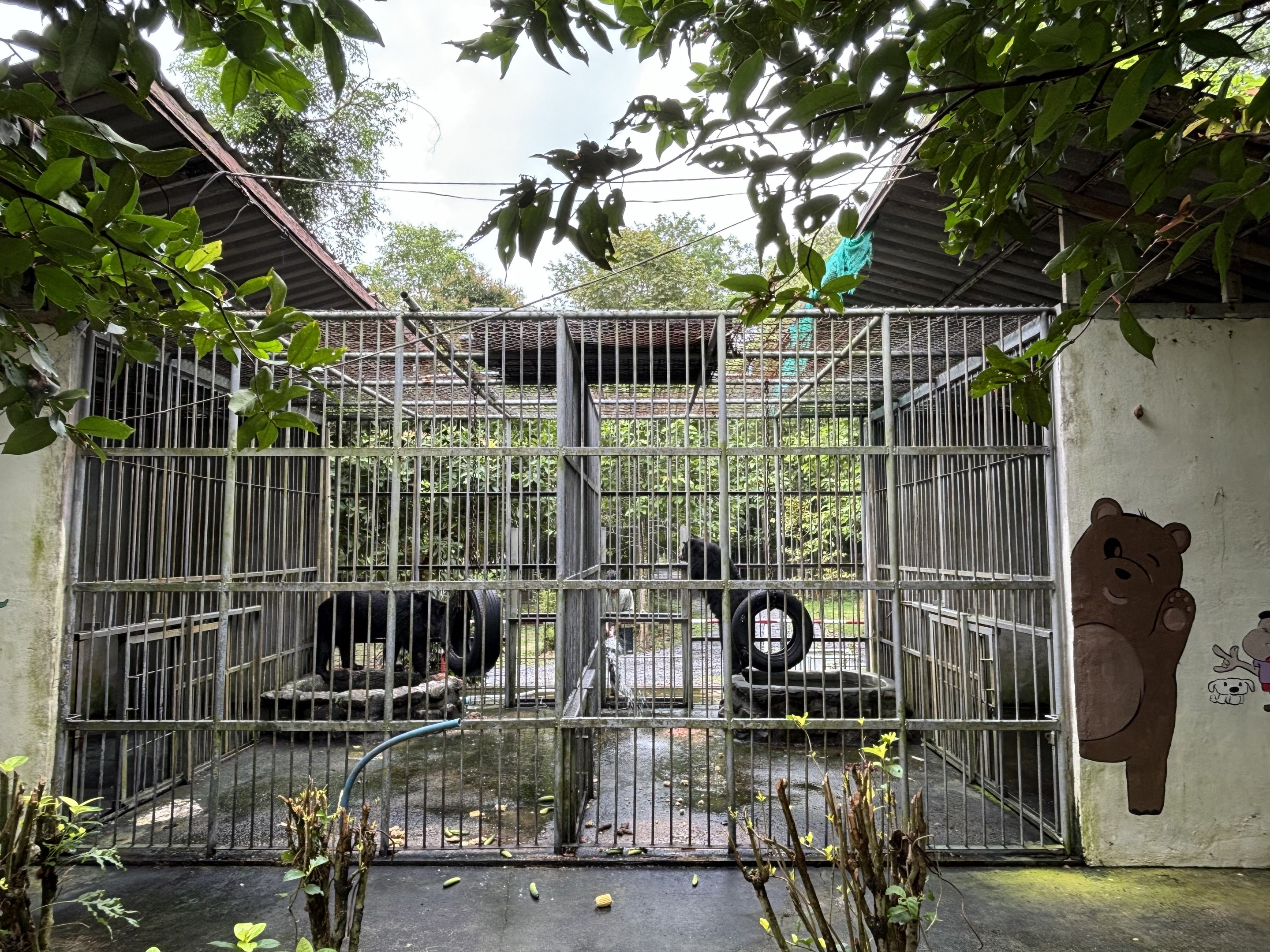 Asiatic Black Bear Cages