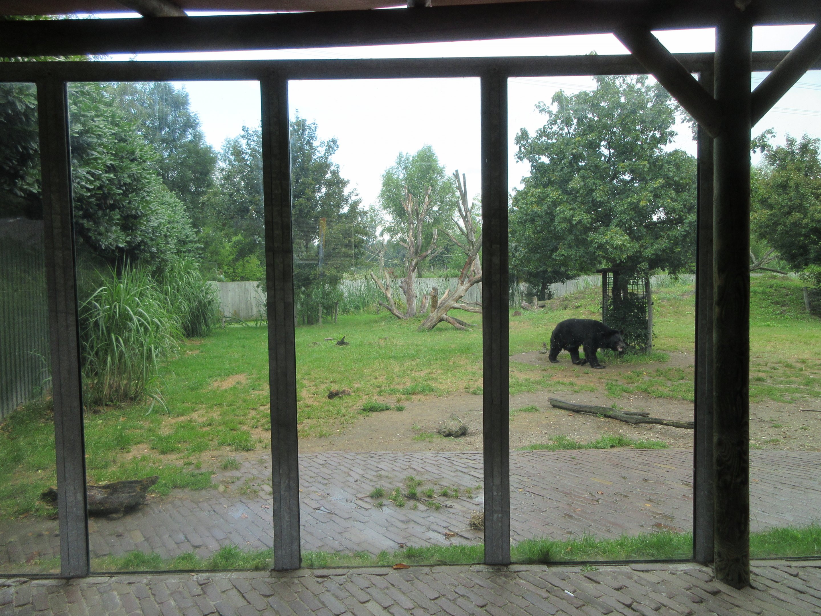 Asiatic Black Bear/Corsac Fox Exhibit