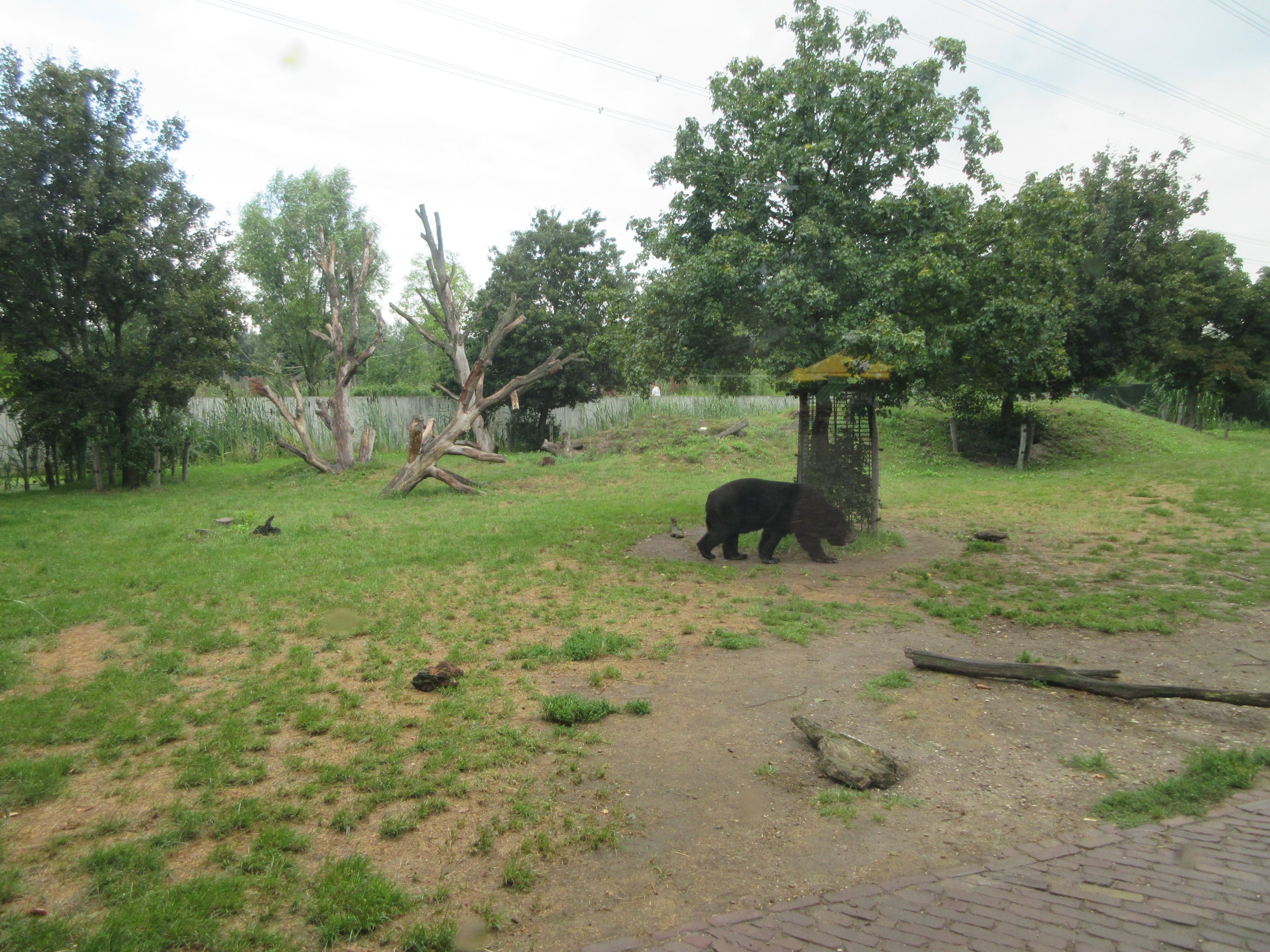 Asiatic Black Bear/Corsac Fox Exhibit