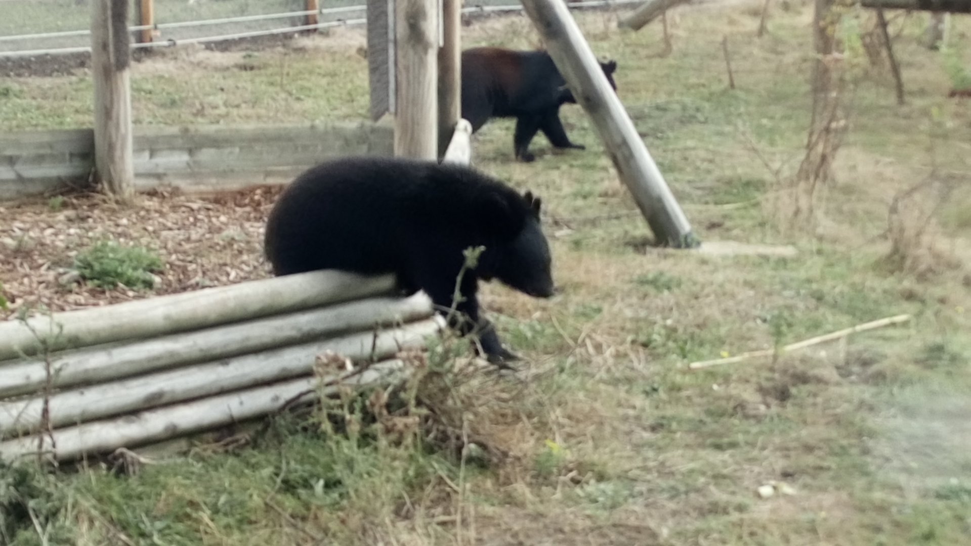 Asiatic Black Bear Cub 24/09/20