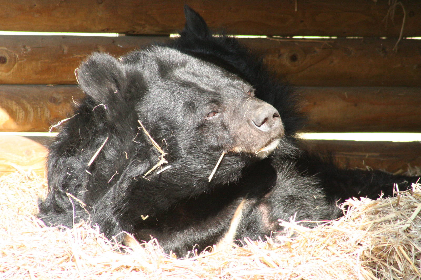 Asiatic Black Bear @ Dudley; 19.09.2015