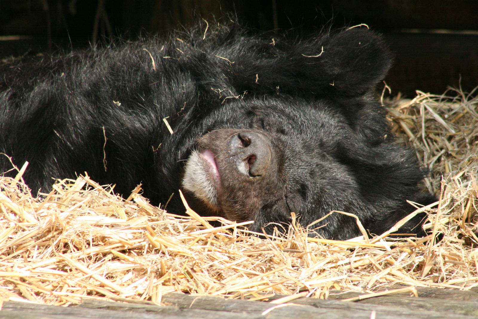 Asiatic Black Bear @ Dudley; 19.09.2015