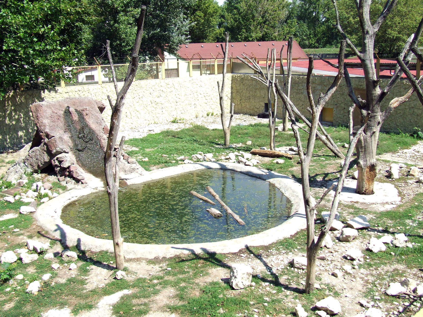 Asiatic Black Bear eclosure