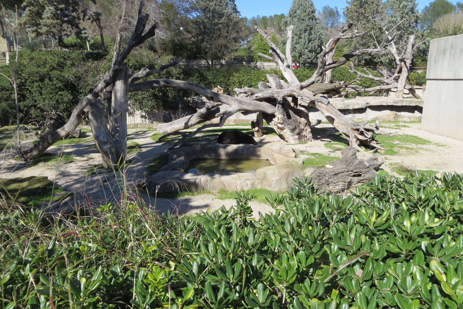 Asiatic Black Bear enclosure 150216