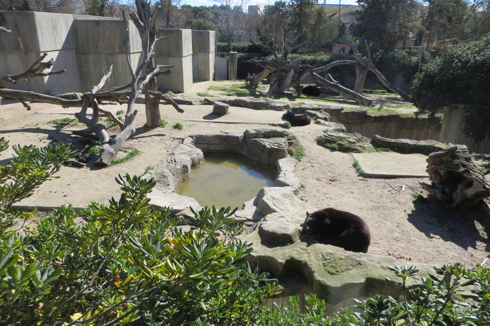 Asiatic Black Bear enclosure 150216
