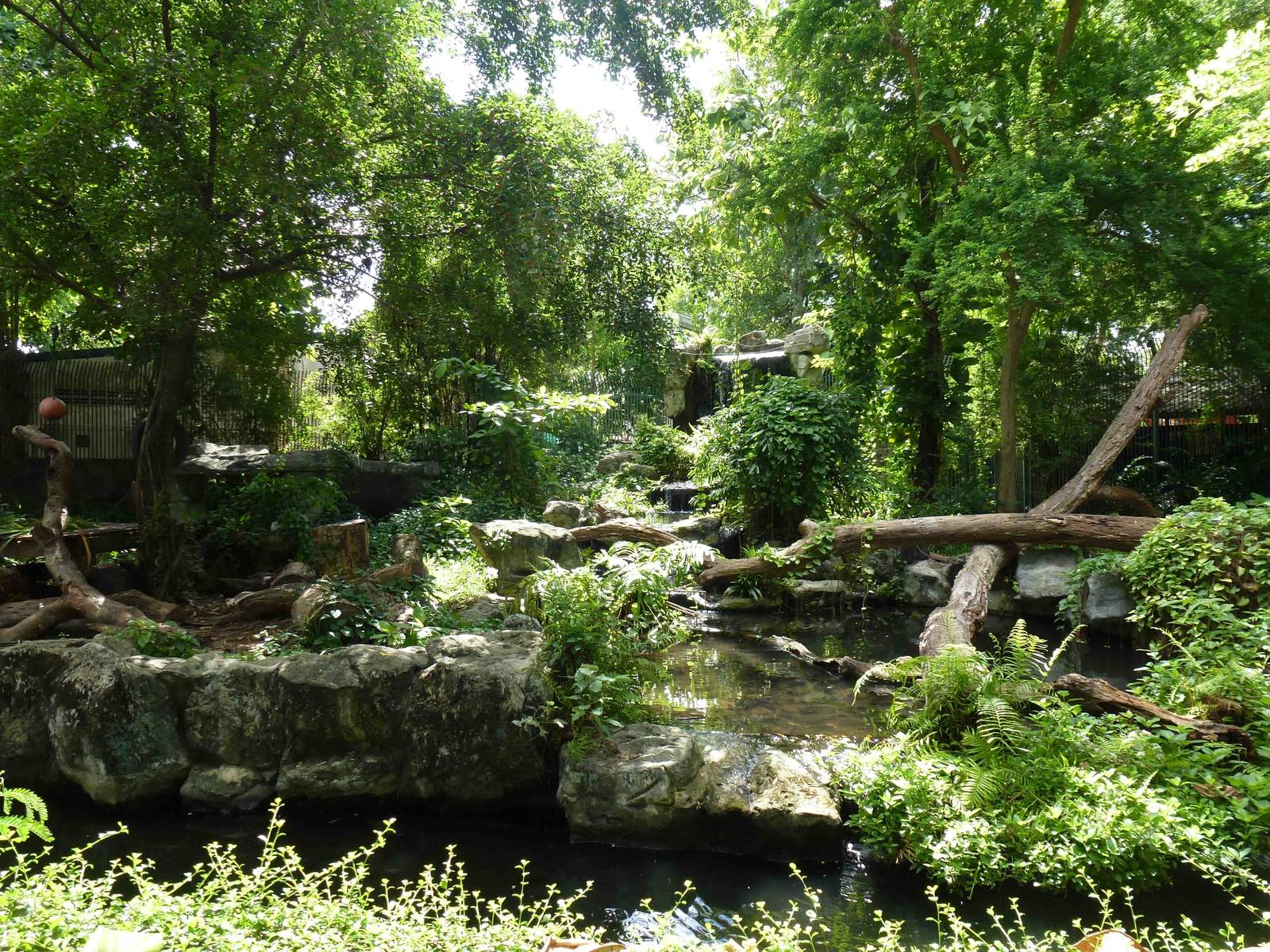 Asiatic black bear enclosure, July 2013.