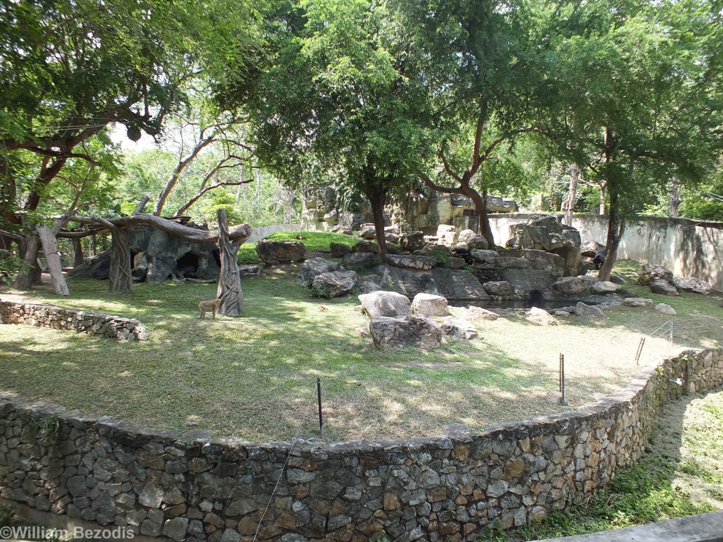 Asiatic Black Bear Enclosure (+wild macaque)