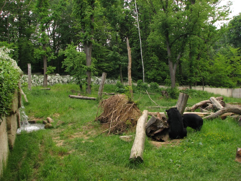 Asiatic black bear enclosure @ Zoo Zlin-Lesna