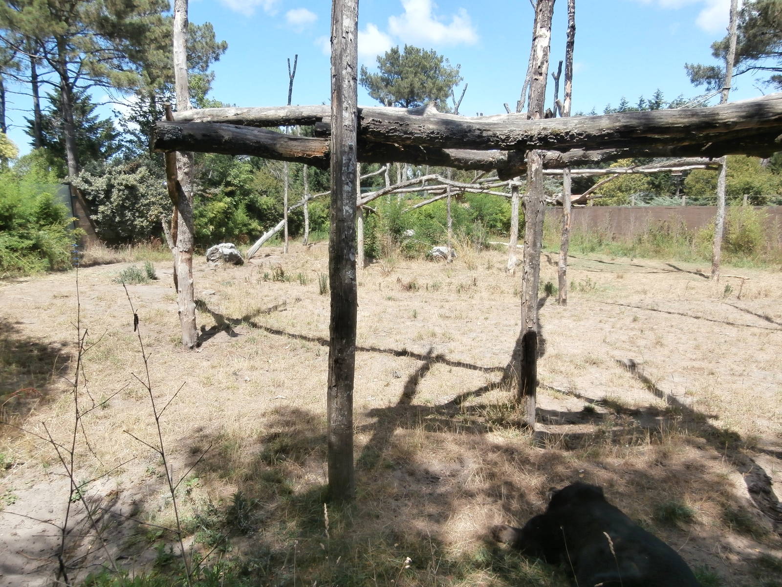 Asiatic black bear enclosure