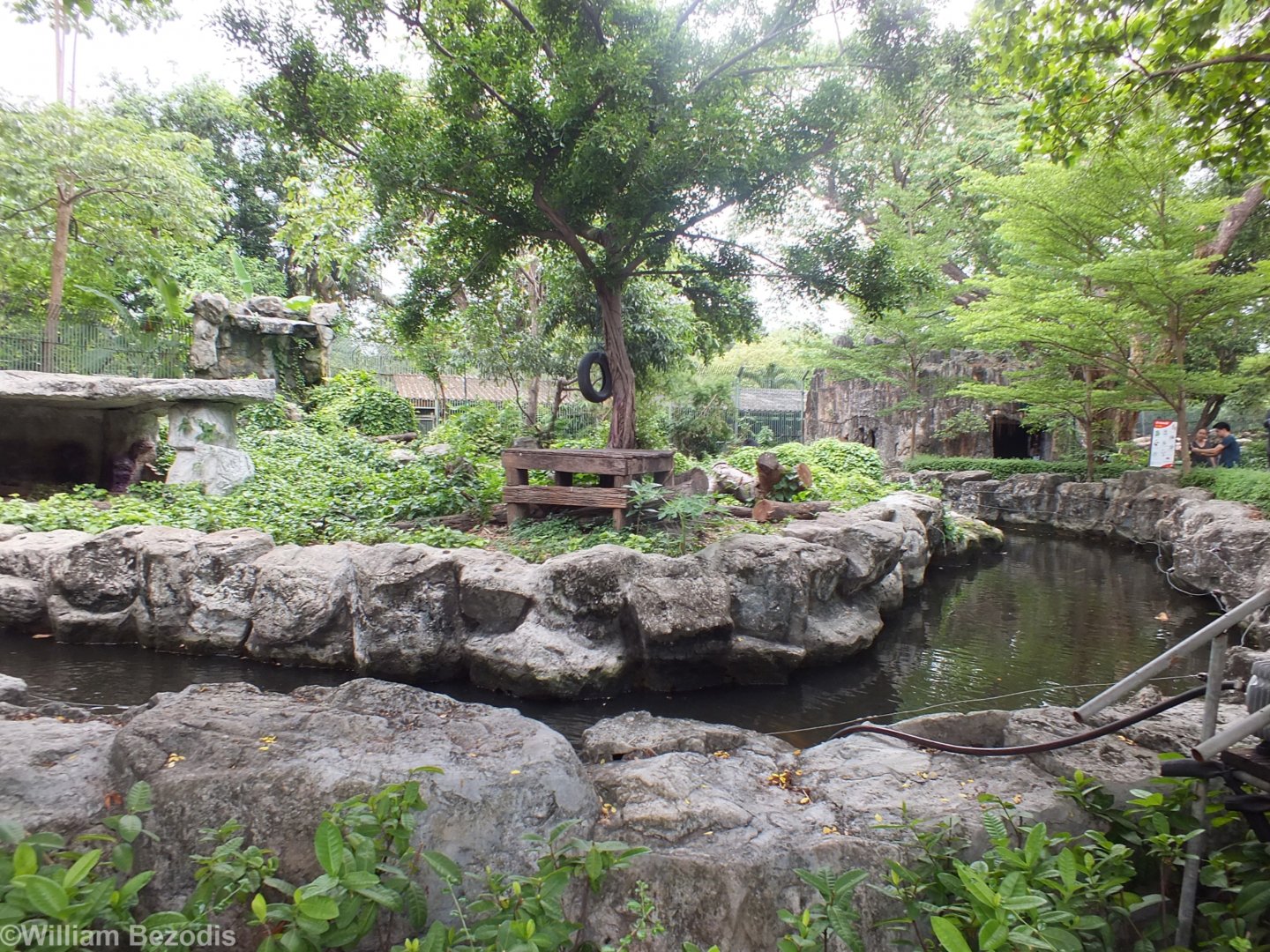 Asiatic Black Bear Enclosure