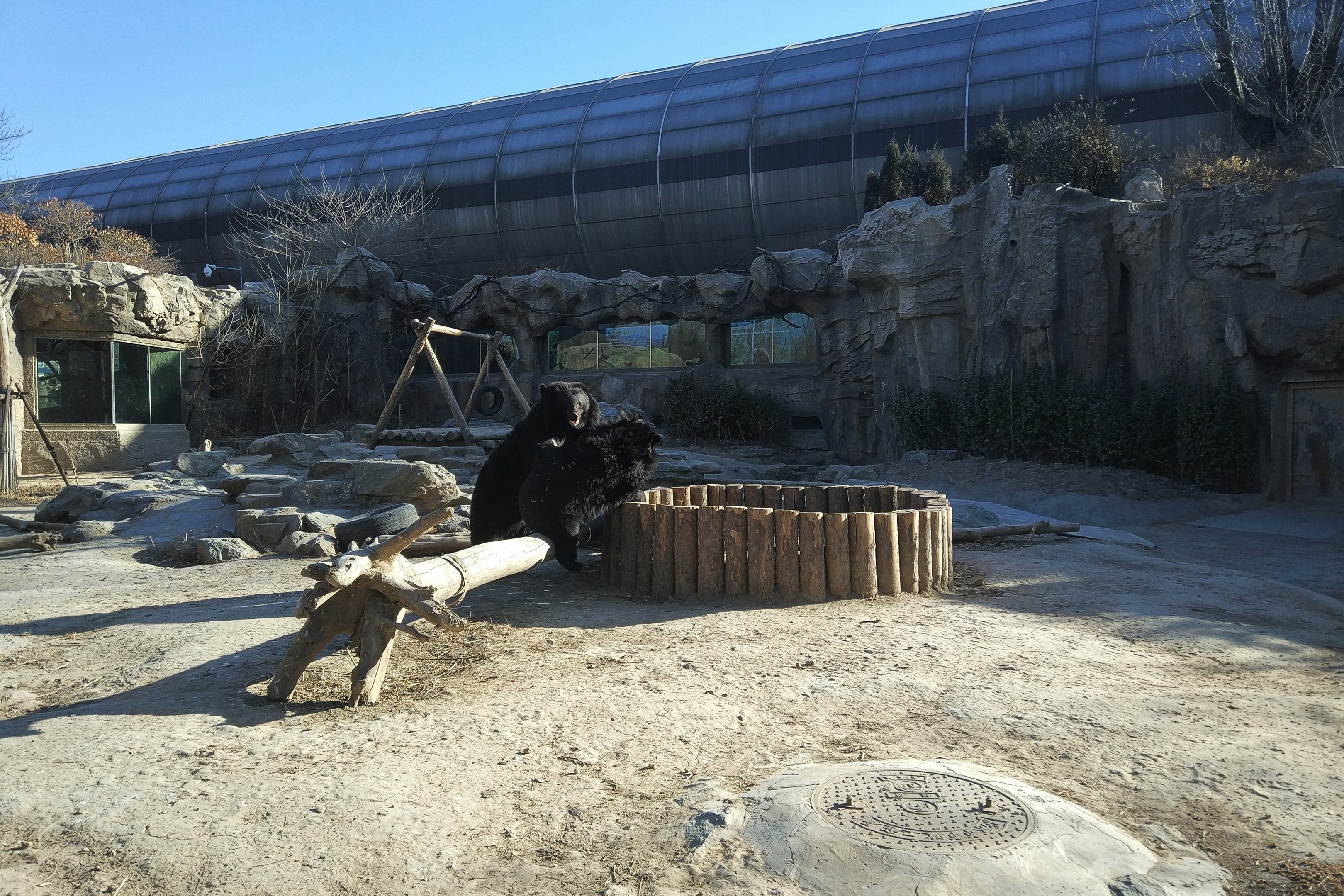 Asiatic Black Bear Enclosure