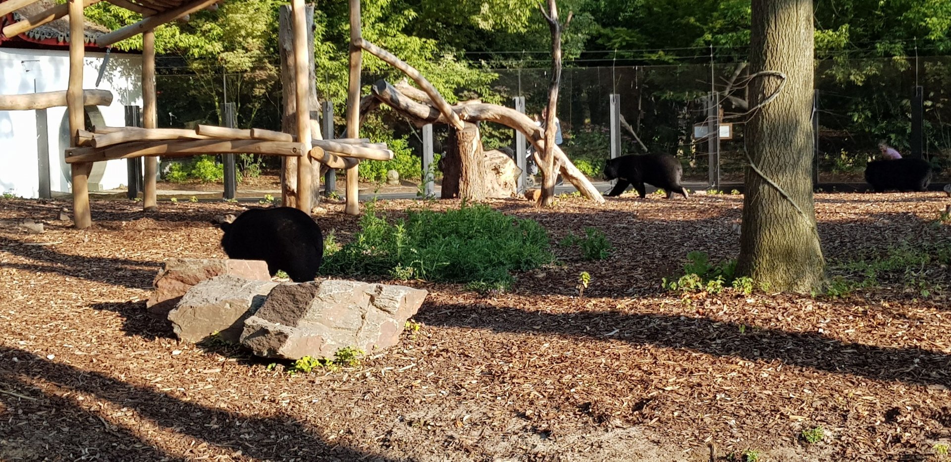 Asiatic black bear enclosure