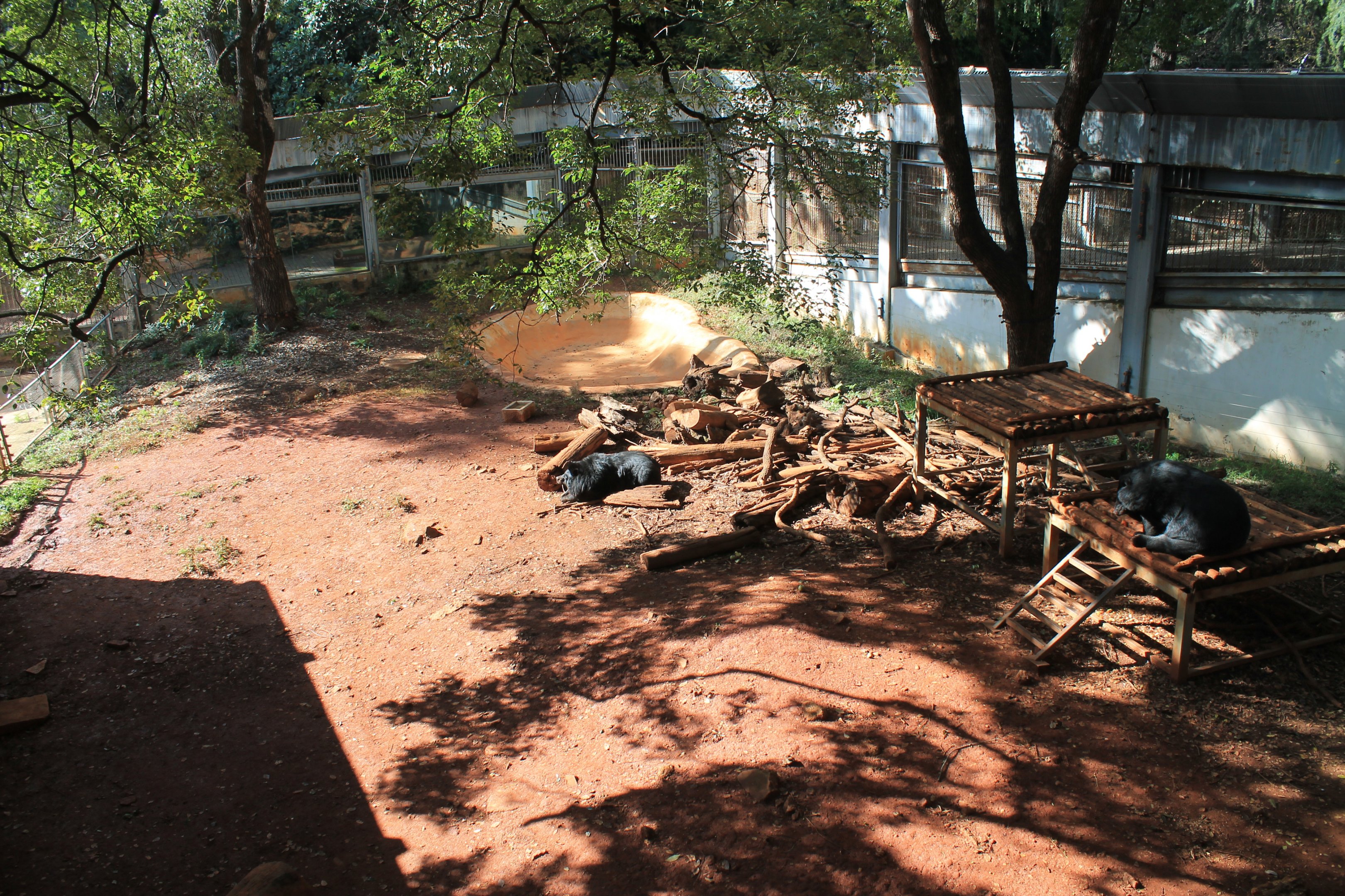 Asiatic Black Bear enclosure