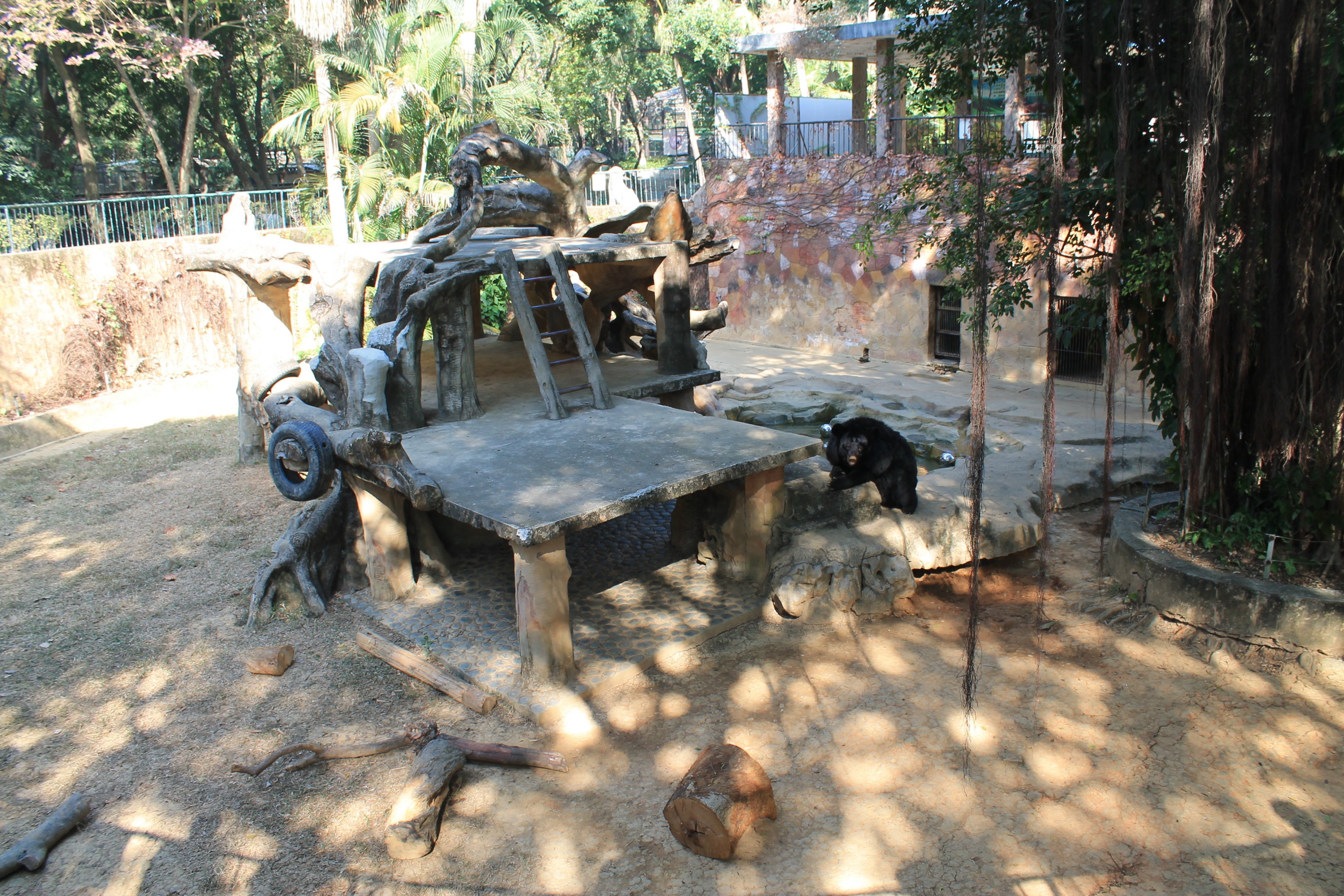 Asiatic Black Bear enclosure
