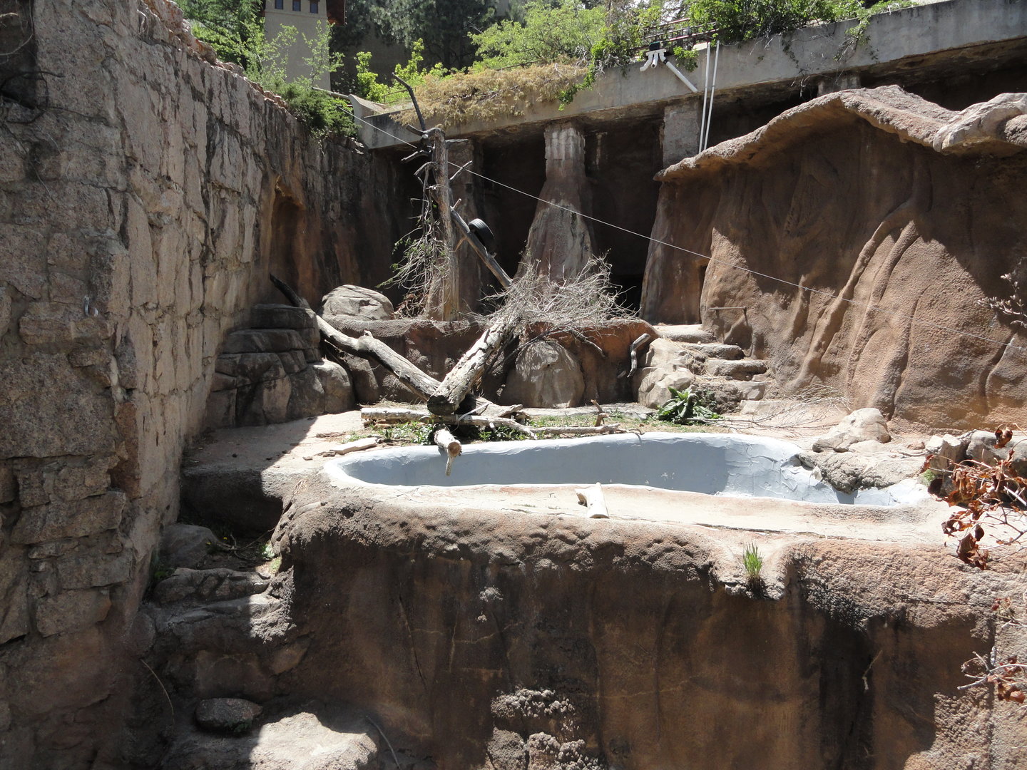 Asiatic Black Bear Exhibit 1