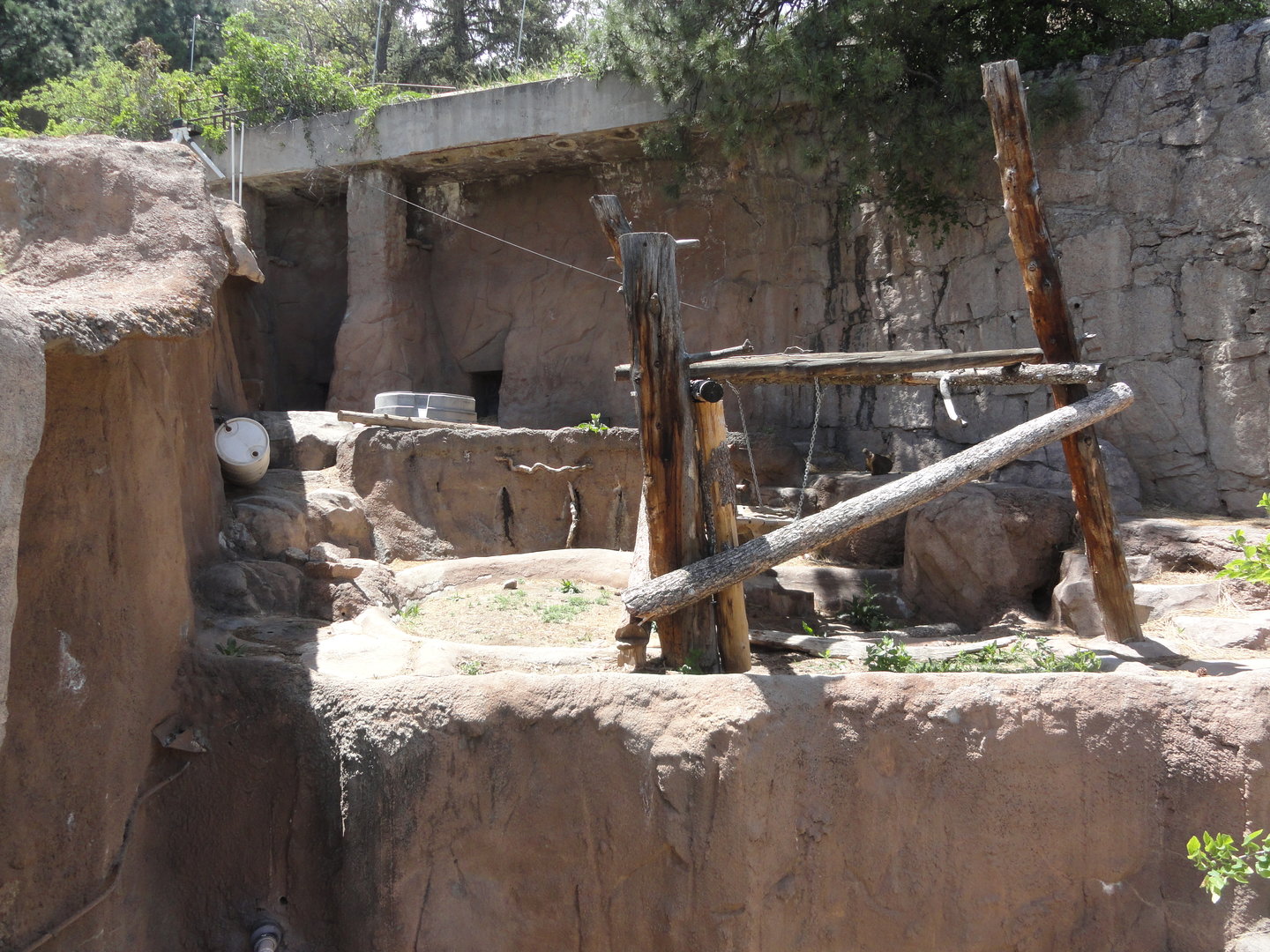 Asiatic Black Bear Exhibit 2