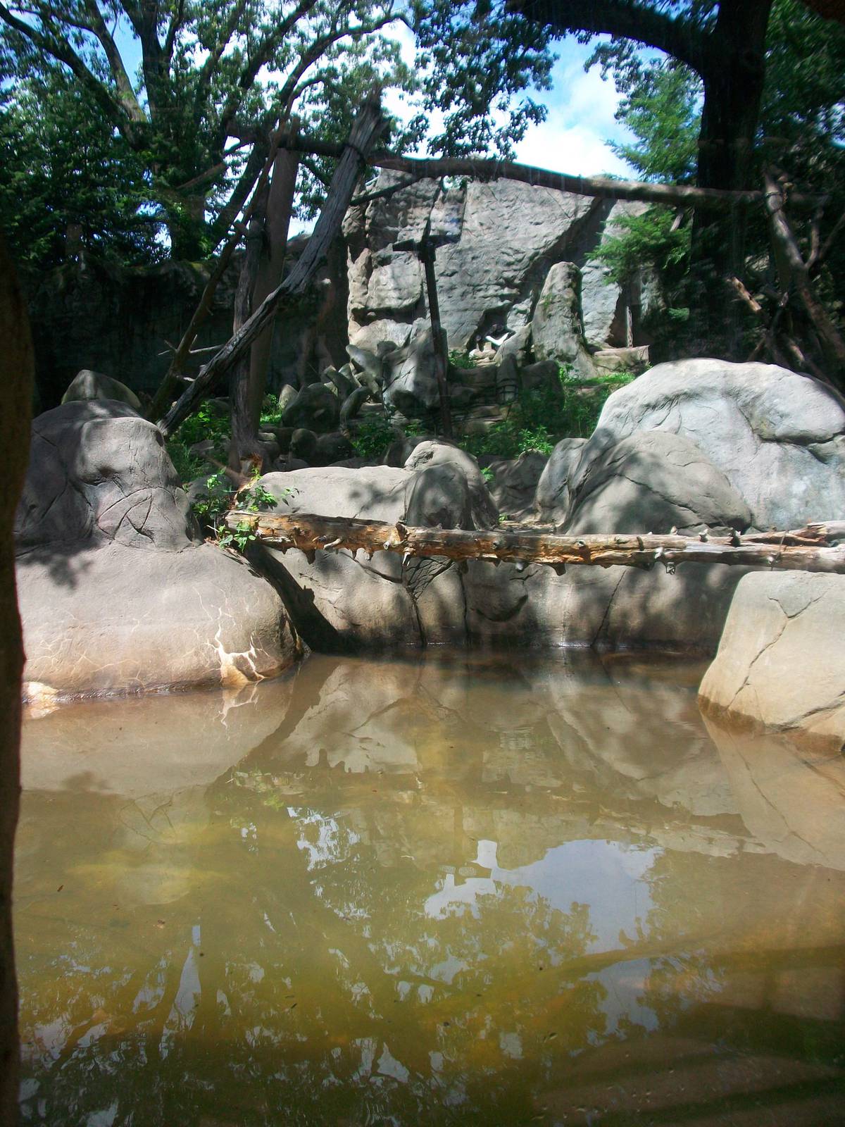 Asiatic Black Bear Exhibit - 2009