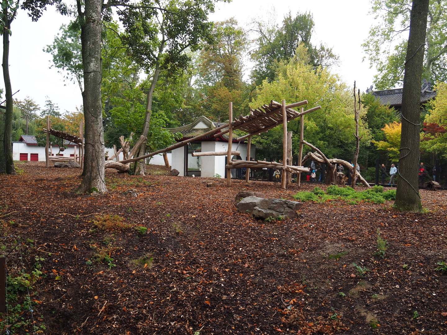 Asiatic black bear exhibit, 2019-10-05