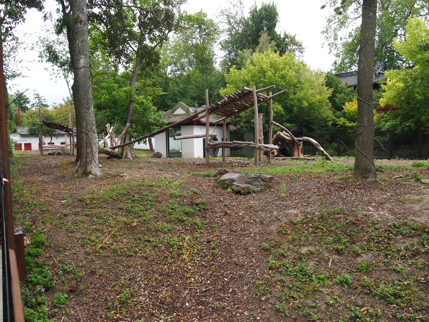 Asiatic black bear exhibit, 2020-09-03