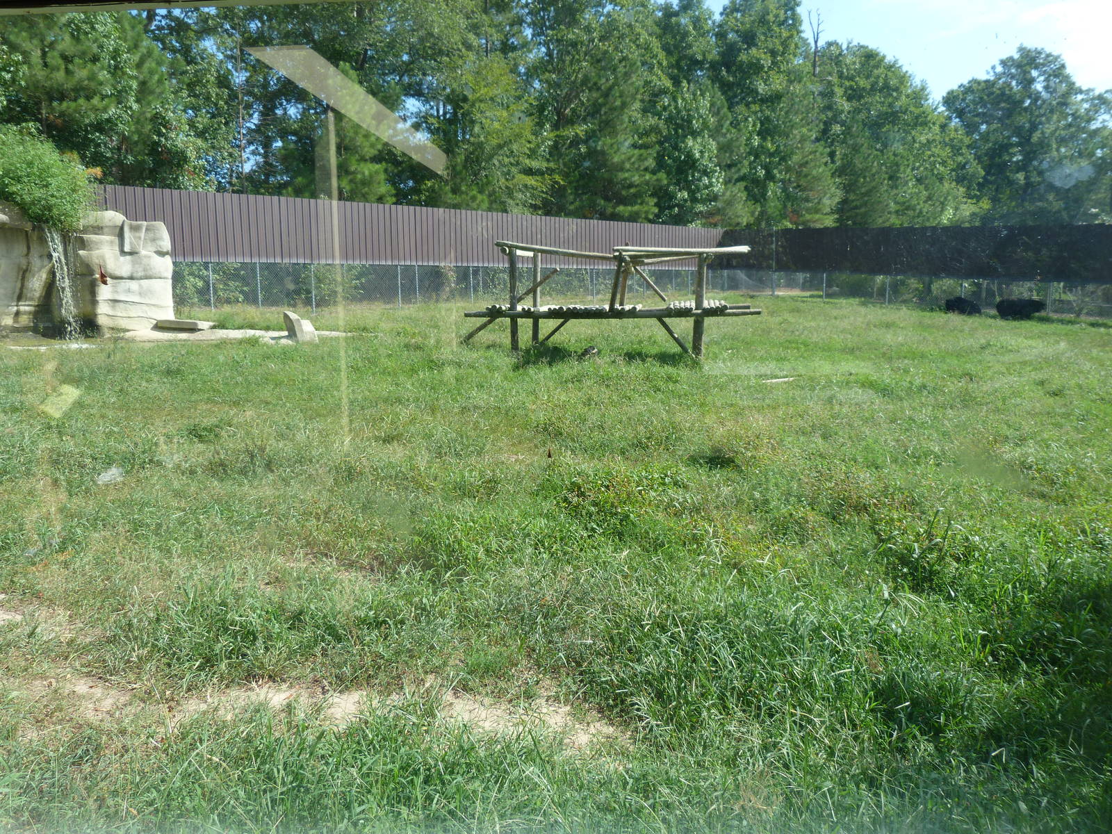 Asiatic Black Bear Exhibit - August 2014