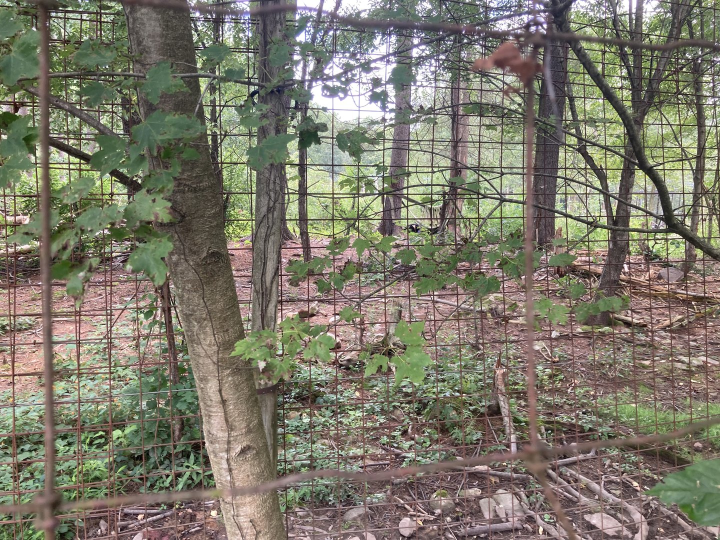 Asiatic Black Bear exhibit / Moon Bear exhibit
