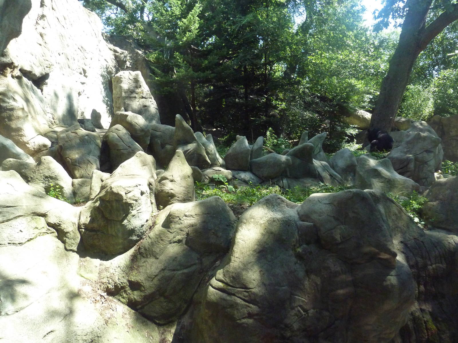 Asiatic Black Bear Exhibit