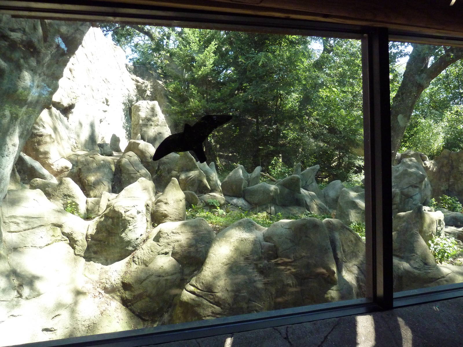 Asiatic Black Bear Exhibit