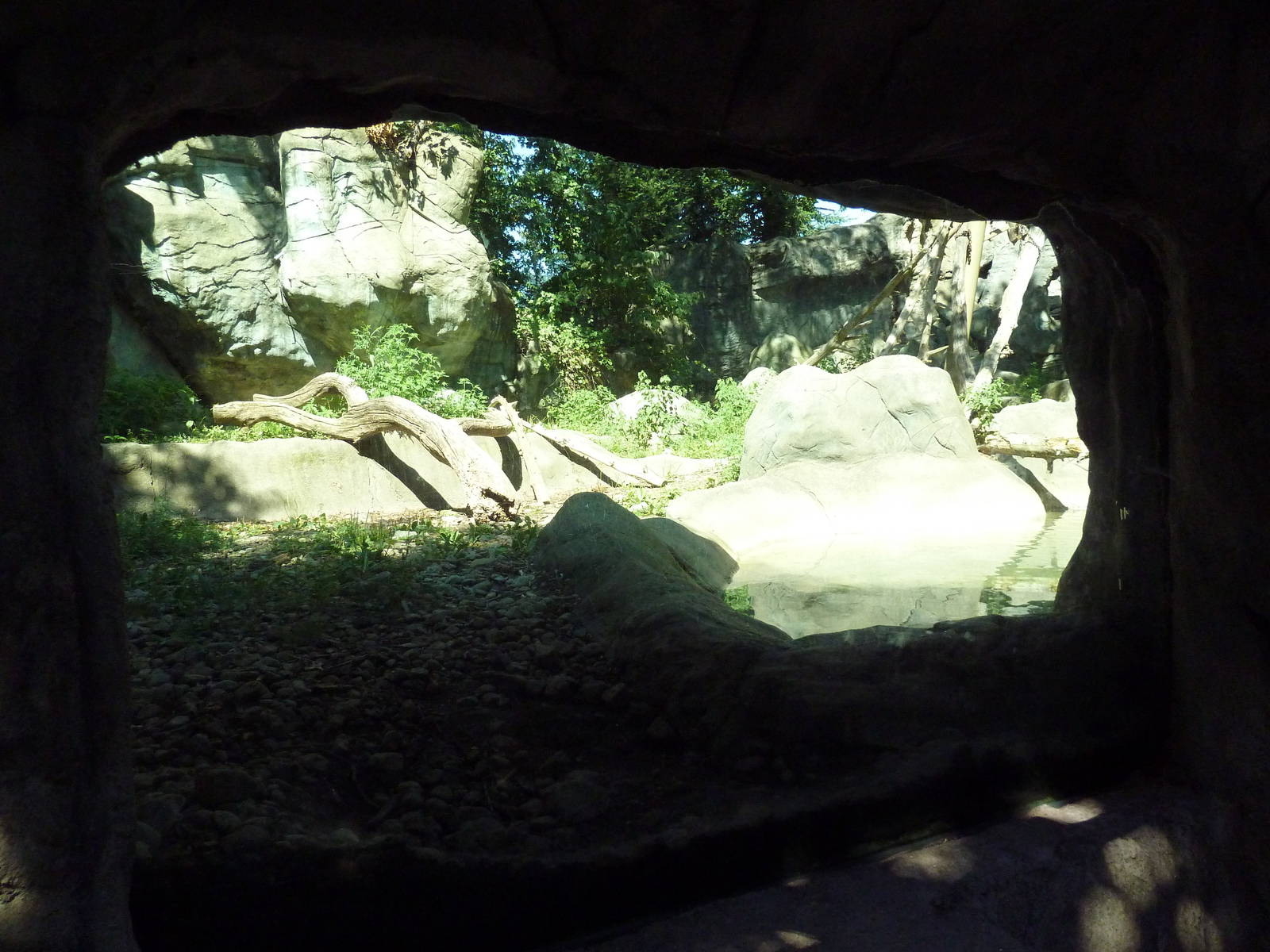 Asiatic Black Bear Exhibit