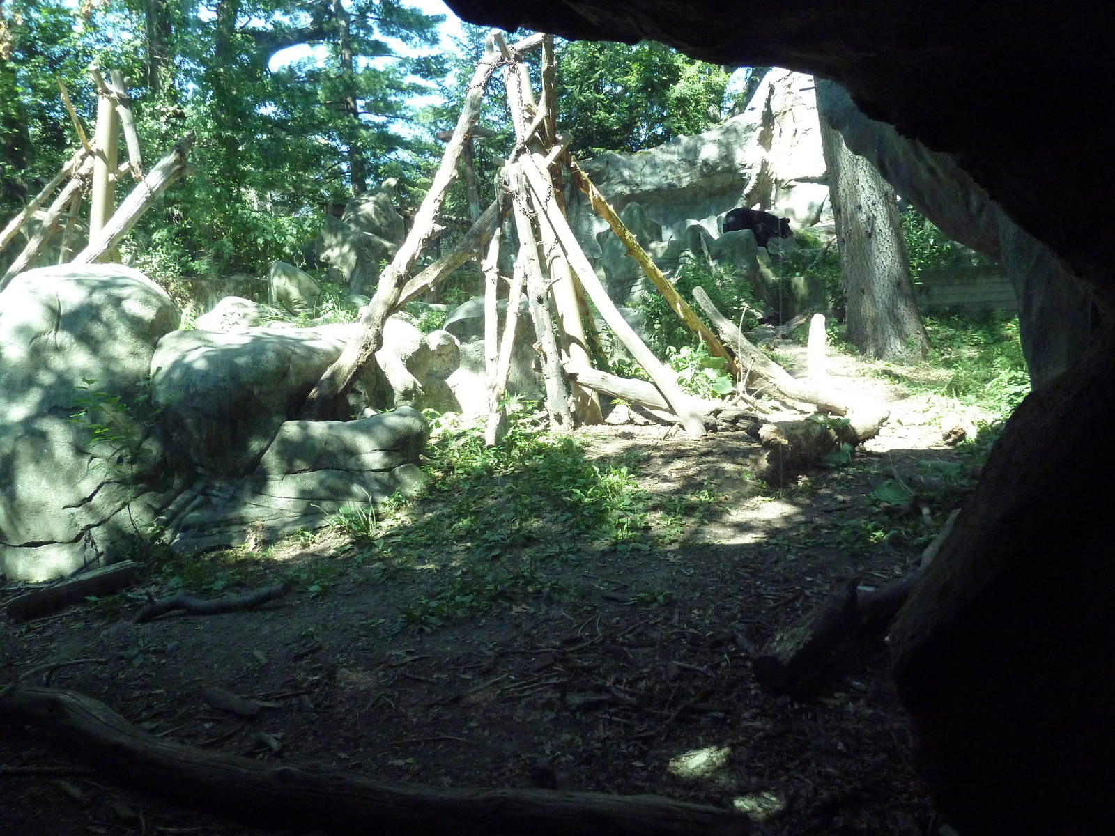 Asiatic Black Bear Exhibit